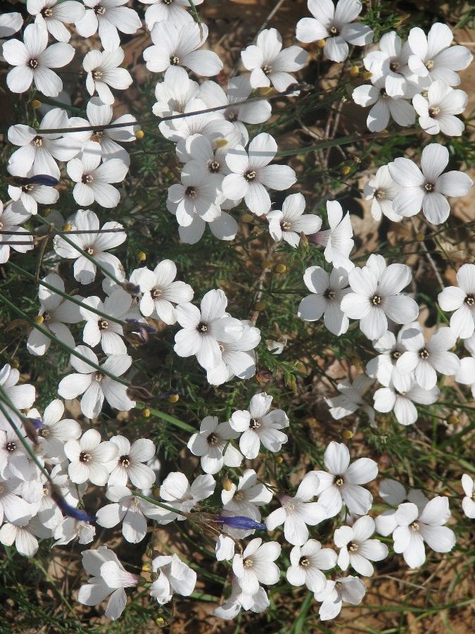 fleurs de lin blanc